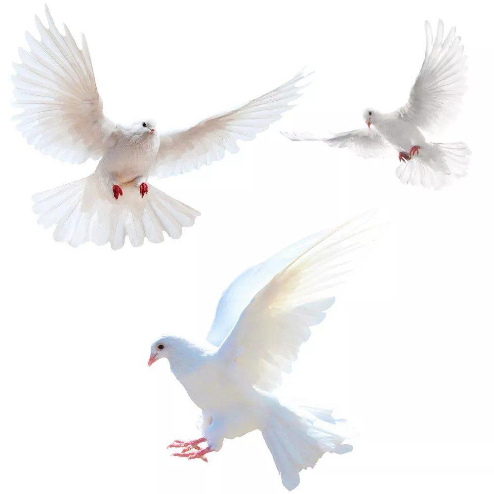 Xt Home Textiles - Peace Dove Wall Stickers for Living
