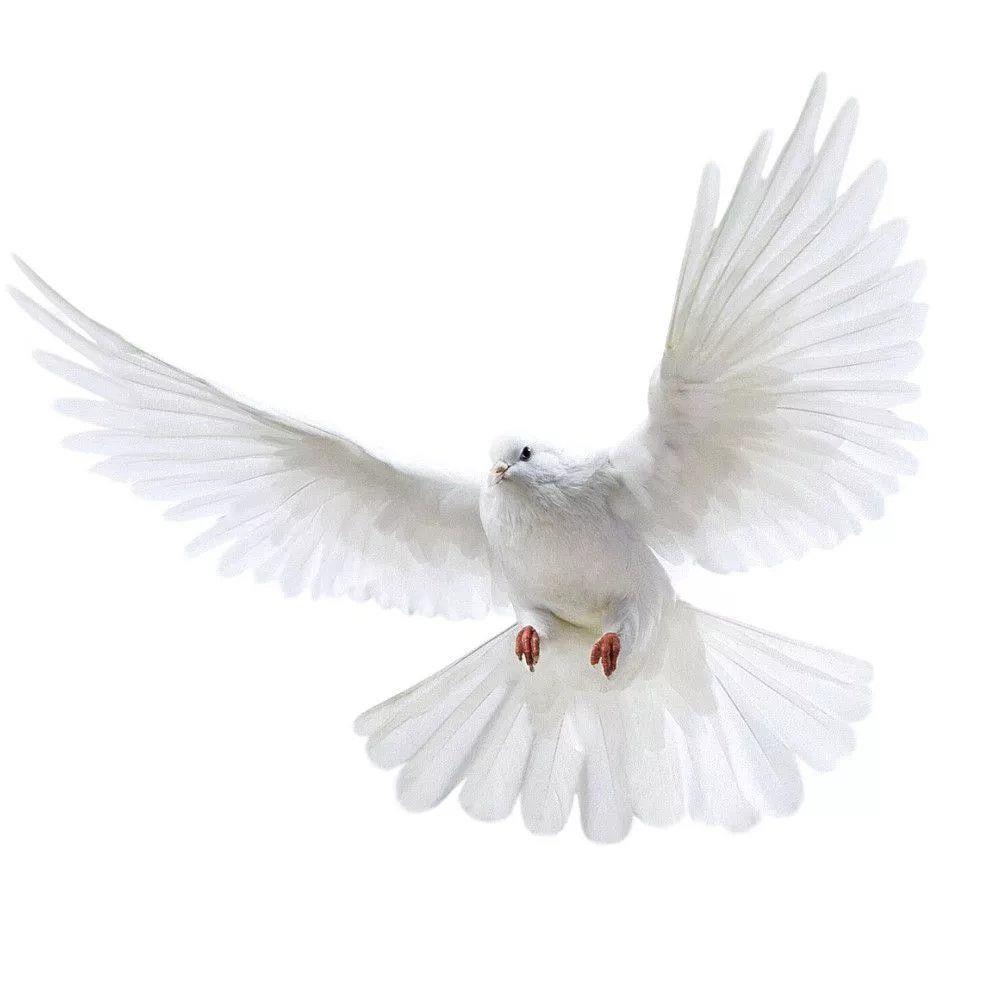 Peace Dove Wall Stickers for L - Xt Home Textiles 评论和价格