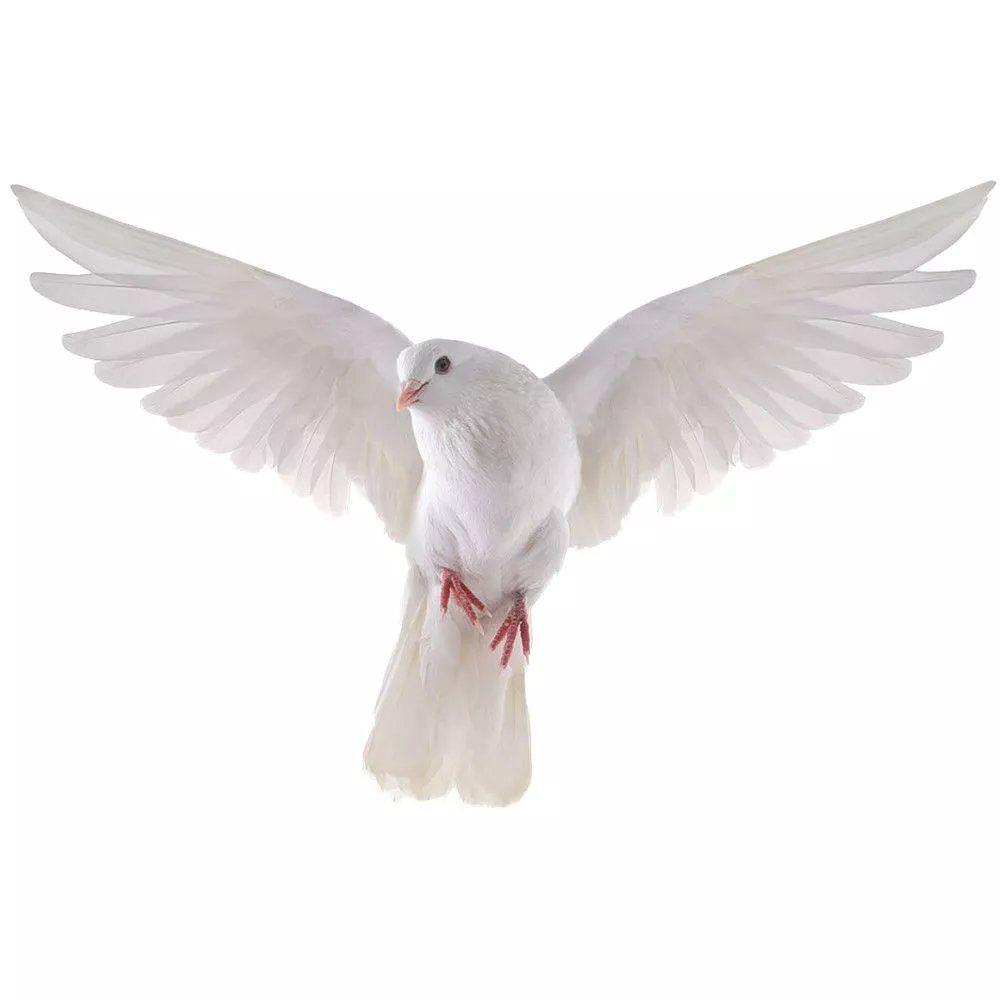 Peace Dove Wall Stickers for L - Xt Home Textiles 评论和价格